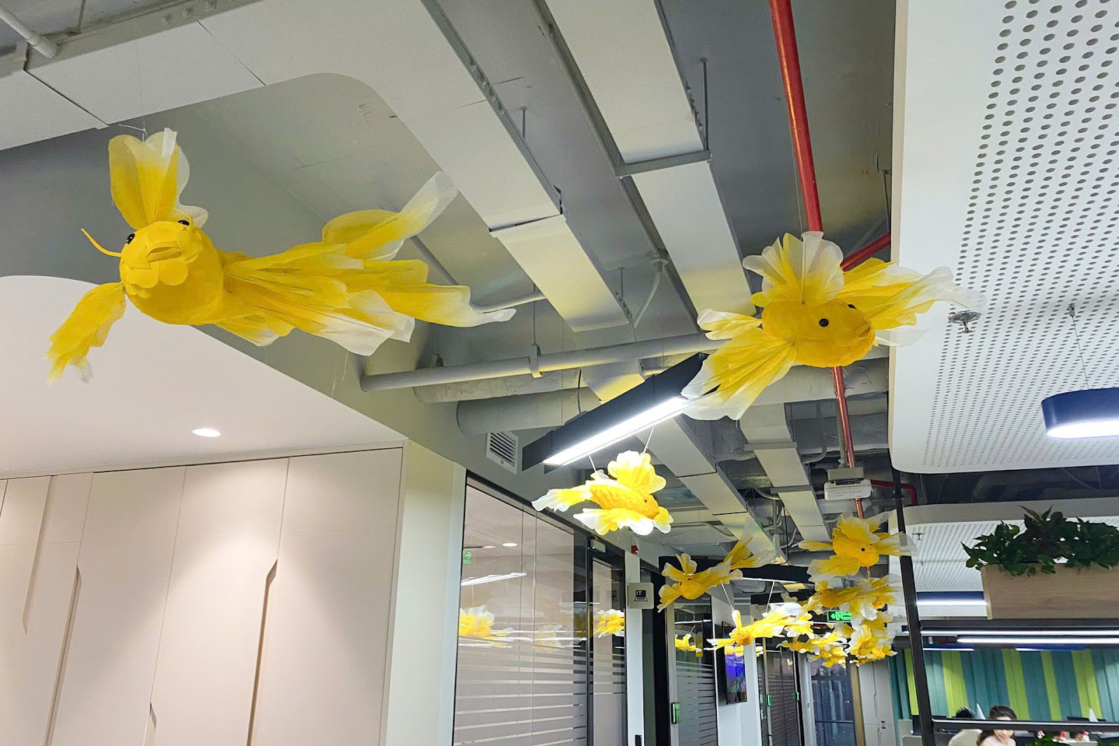 Trang trí tết trần văn phòng với cá chép vàng uốn lượn 